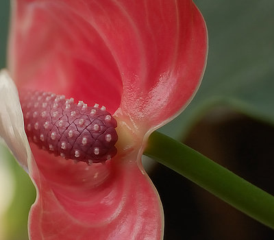 beauty-unfolding-steven-milner