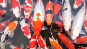 Beberapa varietas ikan koi dengan warna dan pola yang indah Beberapa varietas ikan koi dengan warna dan pola yang indah