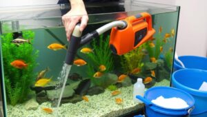 Proses pembersihan dan perawatan aquarium ikan hias Proses pembersihan dan perawatan aquarium ikan hias