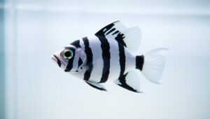 ikan hias hitam putih ikan hias hitam putih